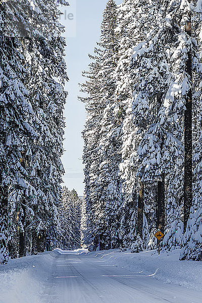 Schneebedeckte Straße und Bäume; Ashland  Oregon  Vereinigte Staaten von Amerika