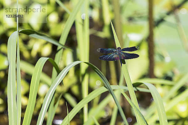 Libelle  Beng Meala; Siem Reap  Kambodscha