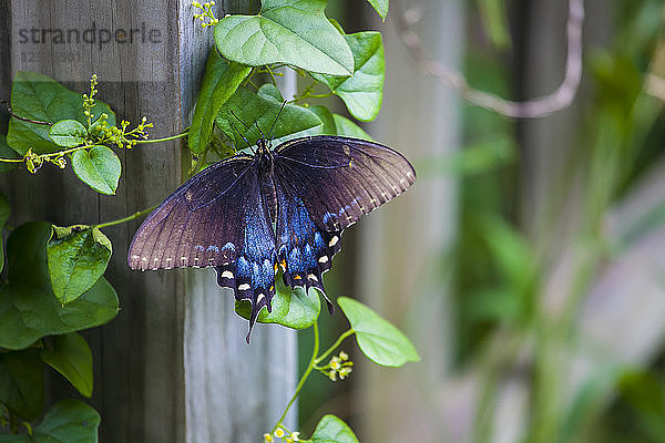 Blauer Schmetterling  der sich auf einer an einem Zaunpfahl wachsenden Ranke ausruht; Waco  Texas  Vereinigte Staaten von Amerika