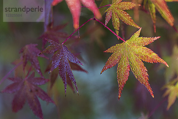 Tau glitzert auf den Blättern des Japanischen Ahorns (Acer palmatum); Astoria  Oregon  Vereinigte Staaten von Amerika