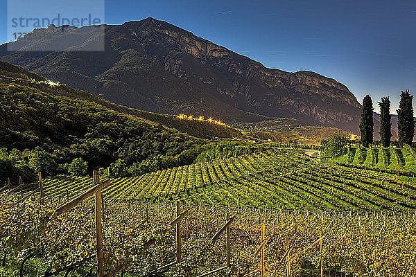 Reihen von mondbeschienenen Weinstöcken auf sanften Hügeln mit Bergen im Hintergrund und blauem Himmel; Calder  Bozen  Italien