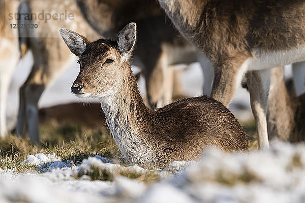 Rotwildkitz (Cervus elaphus) liegt im verschneiten Gras; London  England