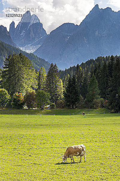 Weidende Rinder auf einer Almwiese mit schroffen Gipfeln im Hintergrund; Sexten  Bozen  Italien