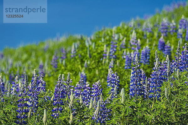 Blühende Lupinen am Berghang; Geysir  Island