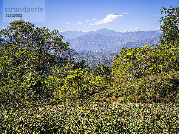 Kambal Tea Garden; Westbengalen  Indien