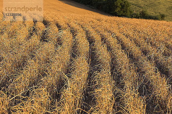 Abgeerntete Getreidefelder im Hochsommer; Walla Walla  Washington  Vereinigte Staaten von Amerika