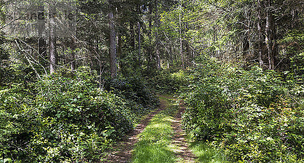 Ein Fahrweg durch einen sonnenbeschienenen Wald  der vom Hukiltea Coffee Shop zum Highway führt; Whidbey Island  Washington  Vereinigte Staaten von Amerika