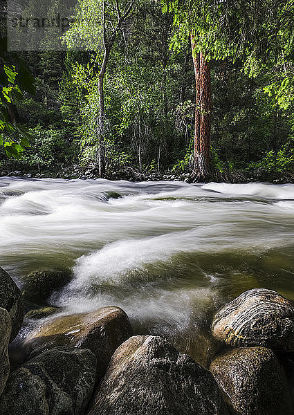 Oberflächenansicht von nassen Felsen und fließendem Wasser im Leigh Creek  eingebettet zwischen den Kiefern am Fuße des Leigh Canyon  Big Horn National Forest; Wyoming  USA