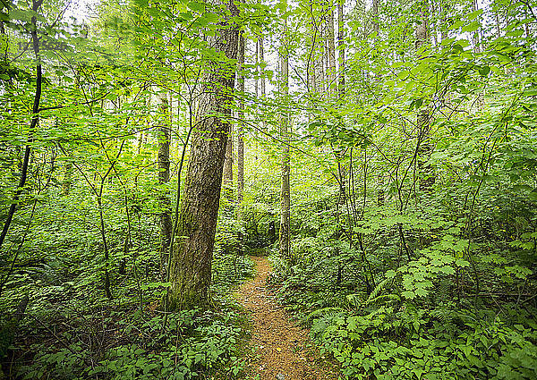 Green Timbers Forest; Surrey  British Columbia  Kanada