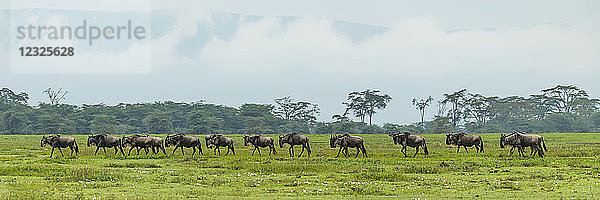 Eine Reihe von Weißbartgnus (Connochaetes taurinus) überquert eine Graswiese  Ngorongoro-Krater; Tansania
