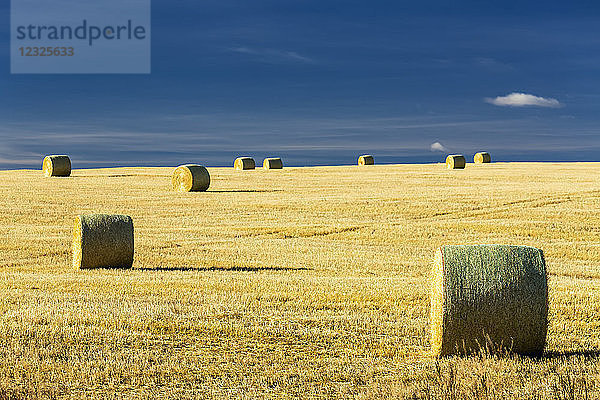 Heuballen in einem gemähten Feld mit blauem Himmel; Alberta  Kanada