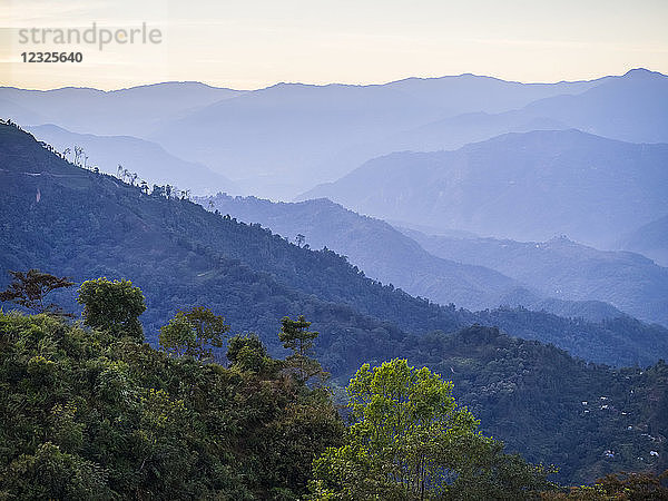 Peshok Tea Garden; Westbengalen  Indien