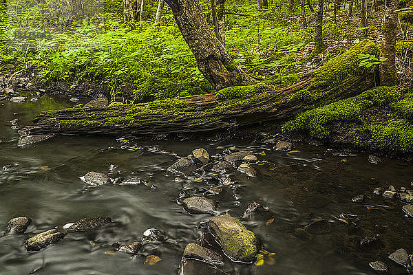 Ein moosbewachsener alter Baumstamm liegt halb in einem Bach in einem Wald in Middle Sackville; Nova Scotia  Kanada