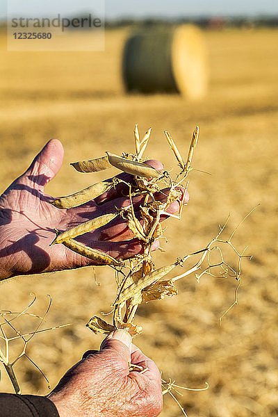 Nahaufnahme einer männlichen Hand  die eine getrocknete Erbsenpflanze auf einem Feld mit einem runden Heuballen im Hintergrund hält; Alberta  Kanada