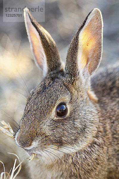 Nahaufnahme eines Kaninchens  das Gras frisst  Sacramento National Wildlife Refuge; Kalifornien  Vereinigte Staaten von Amerika