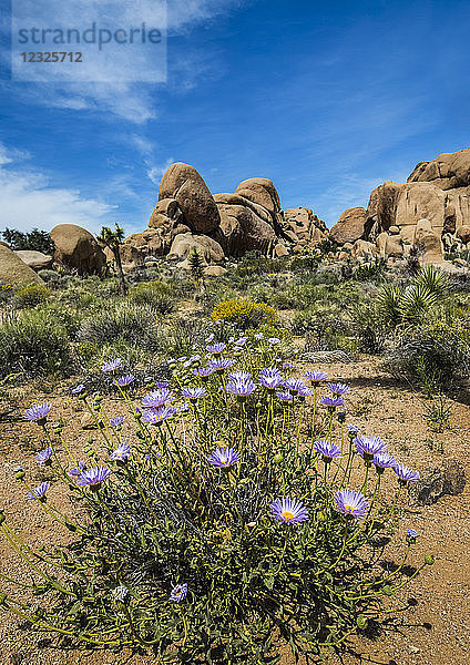 Blühende Wildblumen wie die Mojave-Aster (Xylorhiza tortifolia) im Joshua Tree National Park  Kalifornien  U