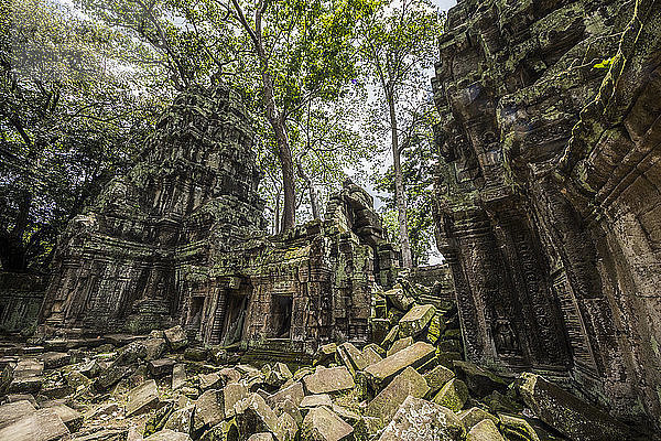 Von der Vegetation überwucherte Tempelruine Ta Prohm; Angkor  Siem Reap  Kambodscha