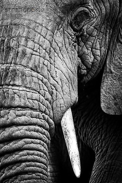 Ein afrikanischer Elefant (Loxodonta africana) starrt in die Kamera und zeigt seine faltige Haut  seinen langen Rüssel  sein linkes Auge und seinen Stoßzahn  Ngorongoro-Krater; Tansania