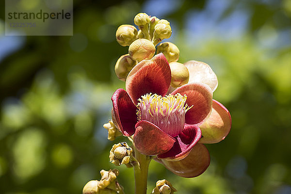 Blüte des Kanonenkugelbaums (Couroupita guianensis); Siem Reap  Kambodscha