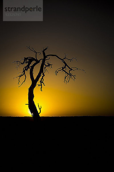 Silhouette eines blattlosen Baumes mit dem glühenden Sonnenuntergang  der hinter dem Horizont versinkt; Sossusvlei  Hardap Region  Namibia