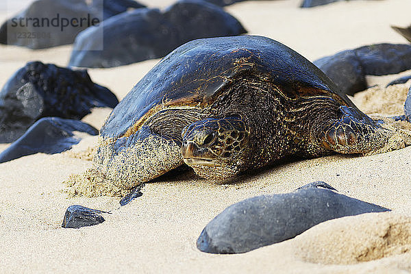 Meeresschildkröte (Chelonioidea) beim Anlanden am Strand von Hookipa  in der Nähe von Paia; Maui  Hawaii  Vereinigte Staaten von Amerika