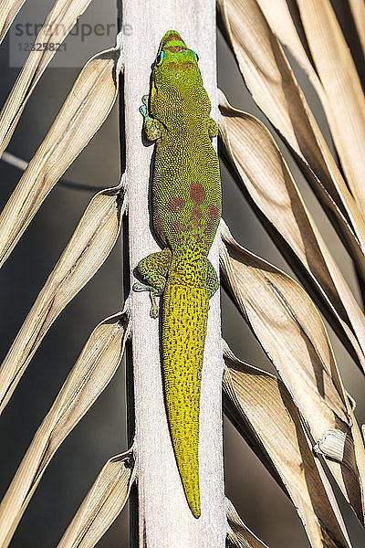 Dieser auf einer Palme ruhende Goldstaub-Taggecko (Phelsuma laticauda) wurde an der Kona-Küste der Big Island  Hawaii  fotografiert  wo er eine eingeführte Art ist; Island of Hawaii  Hawaii  Vereinigte Staaten von Amerika