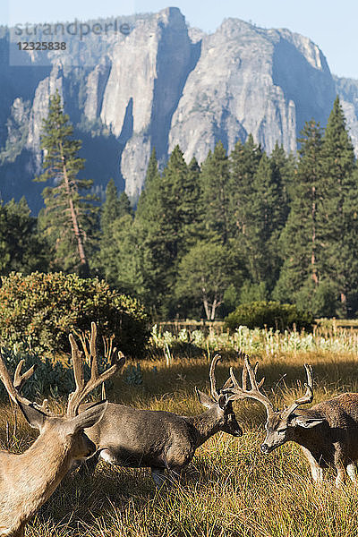 Maultierhirsche (Odocoileus hemionus) mit großem Geweih  Yosemite National Park; Kalifornien  Vereinigte Staaten von Amerika