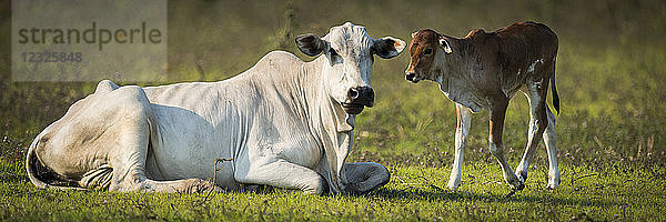 Khillari-Rind (Bos indicus) Kuh und Kalb mit Blick in Richtung Kamera  Pantanal; Mato Grosso do Sul  Brasilien
