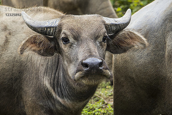 Nahaufnahme eines Wasserbüffels (Bubalus bubalis); Nongpet  Xiangkhouang  Laos