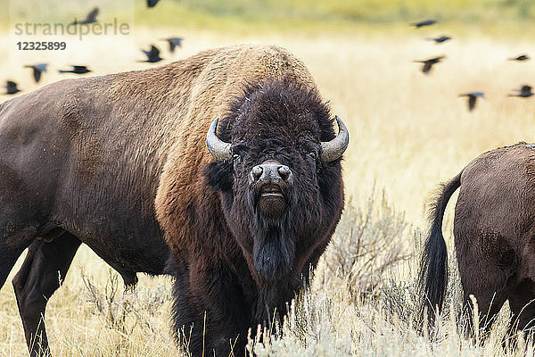 Büffel im Yellowstone-Nationalpark; Wyoming  Vereinigte Staaten von Amerika