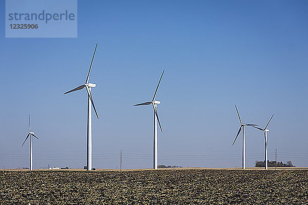 Windkraftanlagen auf bestellten Maisfeldern in der Nähe von Buffalo Center; Iowa  Vereinigte Staaten von Amerika