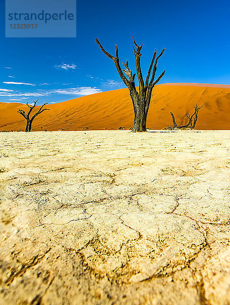 Die Salzpfanne von Deadvlei; Sossusvlei  Hardap Region  Namibia