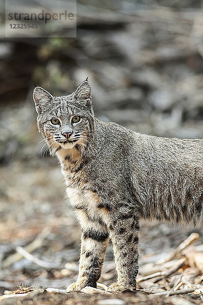 Bobcat (Lynx rufus) bei der Jagd im Yosemite National Park; Kalifornien  Vereinigte Staaten von Amerika