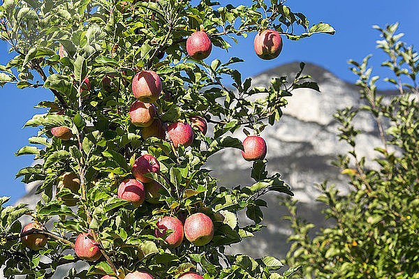 Rote Äpfel an einem Baum mit Bergen im Hintergrund; Kalterer  Bozen  Italien