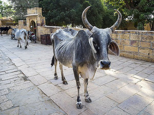 Eine Kuh mit Hörnern schaut in die Kamera; Jaisalmer  Rajasthan  Indien