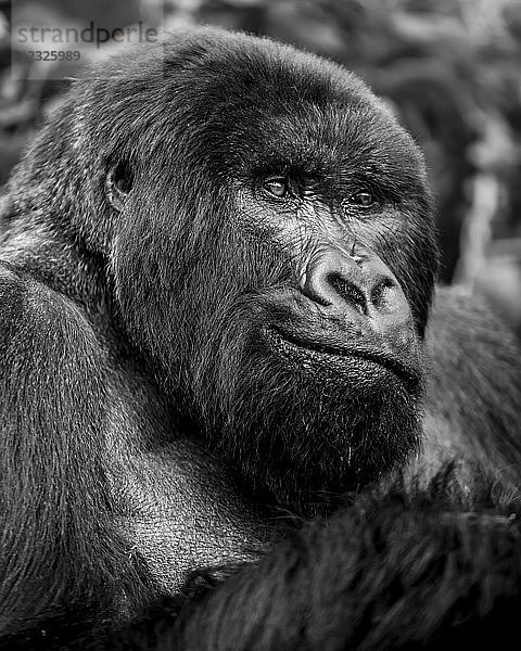 Schwarzweiß-Porträt eines Gorillas in Nahaufnahme; Nordprovinz  Ruanda