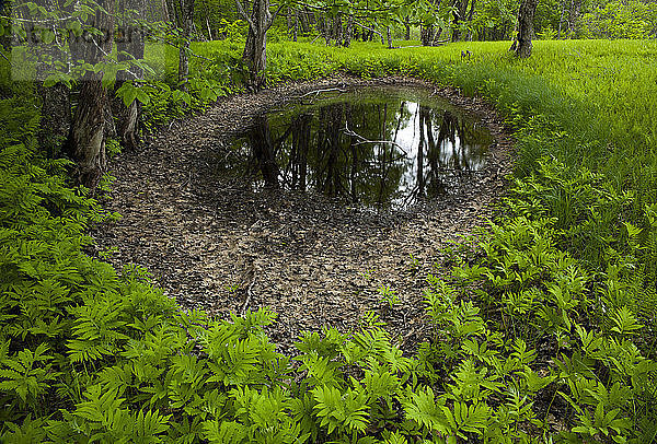 Üppiges Blattwerk um eine Frühlingsschwemmebene  in der sich die Bäume entlang des St. Mary's River spiegeln; Crow's Nest  Nova Scotia  Kanada