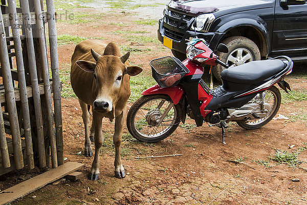 Kuh neben einem Motorrad; Phonsavan  Xiangkhouang  Laos