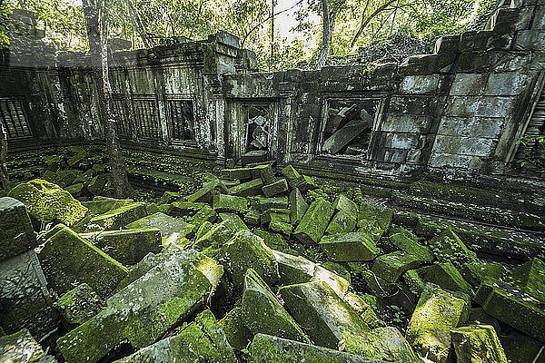 Moos  das auf umgestürzten Steinen in den Ruinen des Khmer-Tempels von Beng Meala wächst; Siem Reap  Kambodscha