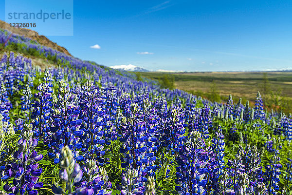 Blühende Lupinen am Berghang; Geysir  Island