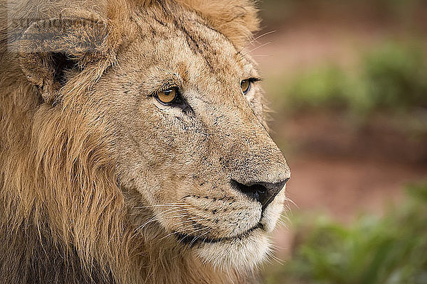 Nahaufnahme des vernarbten Kopfes eines männlichen Löwen (Panthera leo)  Tarangire National Park; Tansania