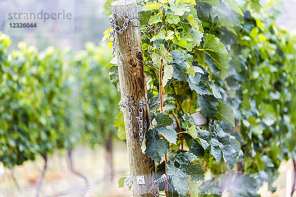 Ein Holzpfahl und Ketten am Ende einer Reihe wachsender Rebstöcke in einem Weinberg; Naramata  British Columbia  Kanada