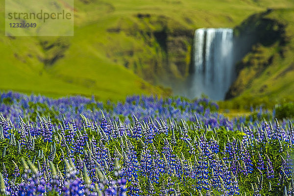 Lupinen blühen vor dem Skogafoss-Wasserfall; Skoga  Island