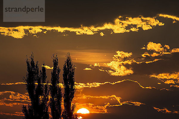 Dramatische bunte Wolkenformationen mit orangefarbener Sonne bei Sonnenuntergang und Silhouette von hohen Bäumen; Calgary  Alberta  Kanada