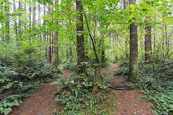 Green Timbers Forest mit zwei Wanderwegen  die in verschiedene Richtungen führen; Surrey  British Columbia  Kanada