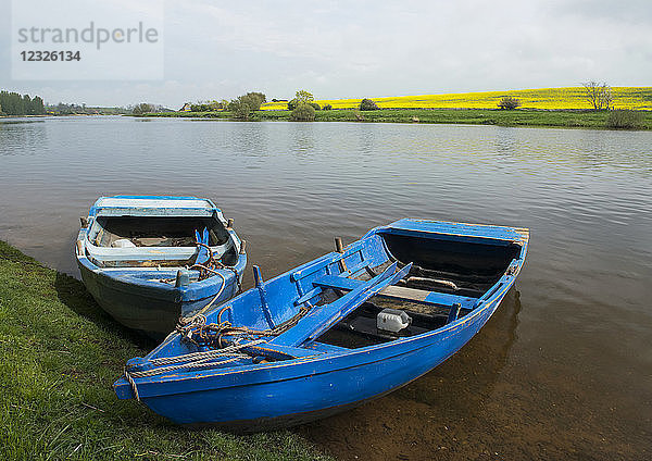Zwei blaue hölzerne Ruderboote  die am Ufer des Flusses Tweed vertäut sind  mit einem Feld gelb blühender Blumen in der Ferne; Schottland