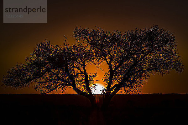 Silhouette eines Baumes mit dem glühenden Sonnenuntergang  der hinter dem Horizont versinkt; Sossusvlei  Hardap Region  Namibia