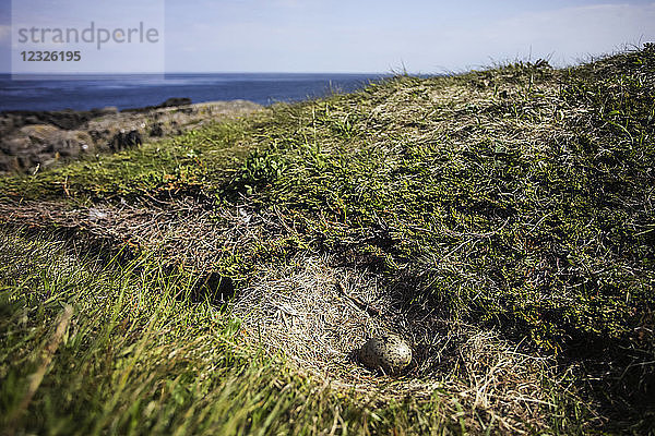 Möwenei im Nest; Brier Island  Nova Scotia  Kanada