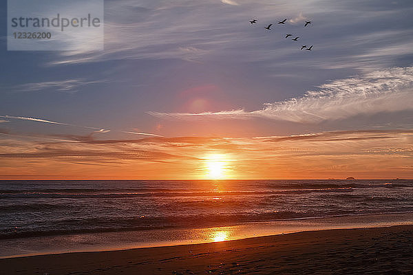 Kormorane fliegen bei Sonnenuntergang entlang der Küste; Gold Beach  Oregon  Vereinigte Staaten von Amerika