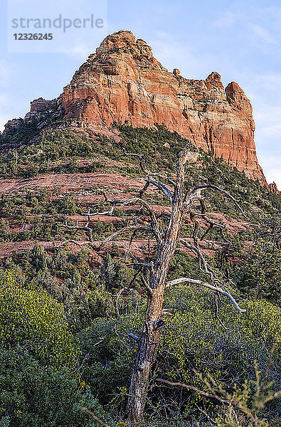 Schroffe Sandsteinfelsformation mit einem blattlosen Baum im Vordergrund; Sedona  Arizona  Vereinigte Staaten von Amerika